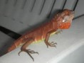 IGUANA ROJA